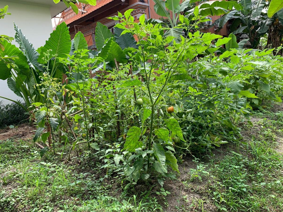 Wonder-Land Villa Ubud Exteriér fotografie