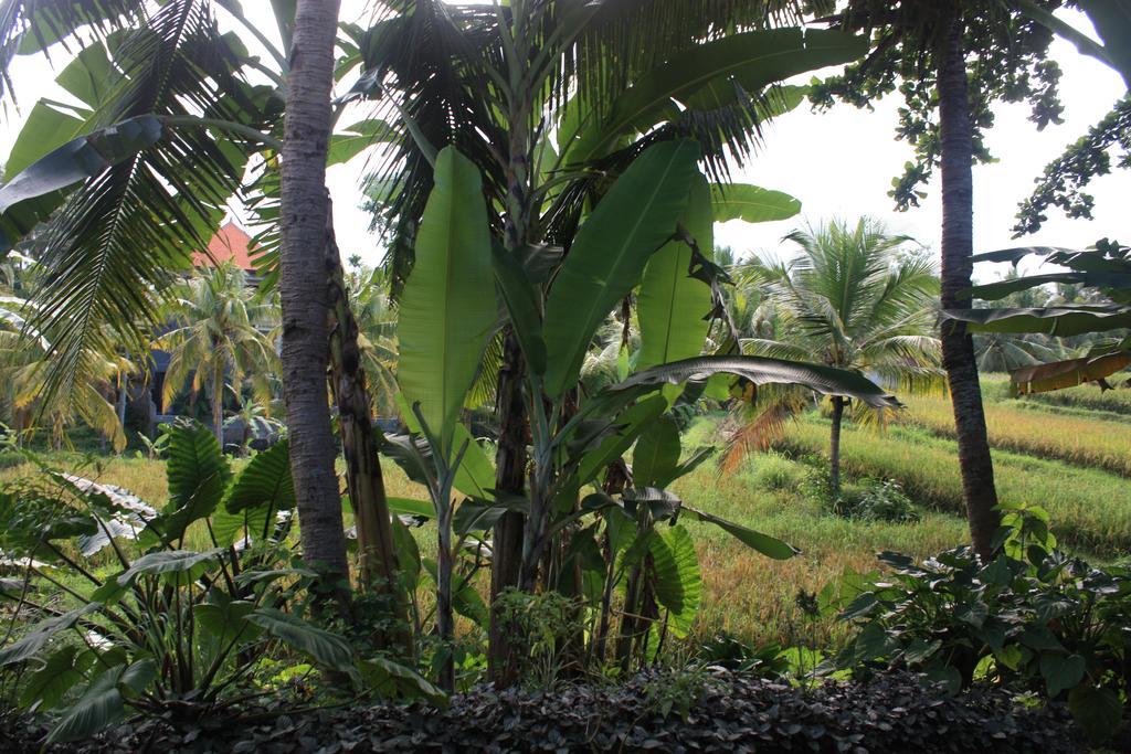 Wonder-Land Villa Ubud Exteriér fotografie