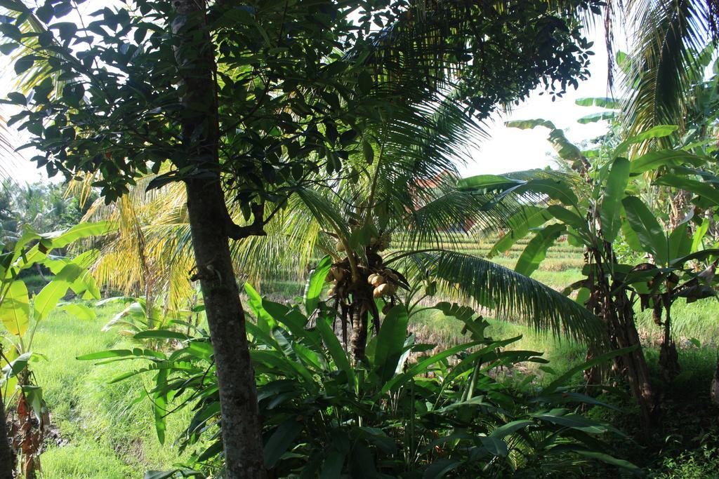 Wonder-Land Villa Ubud Exteriér fotografie